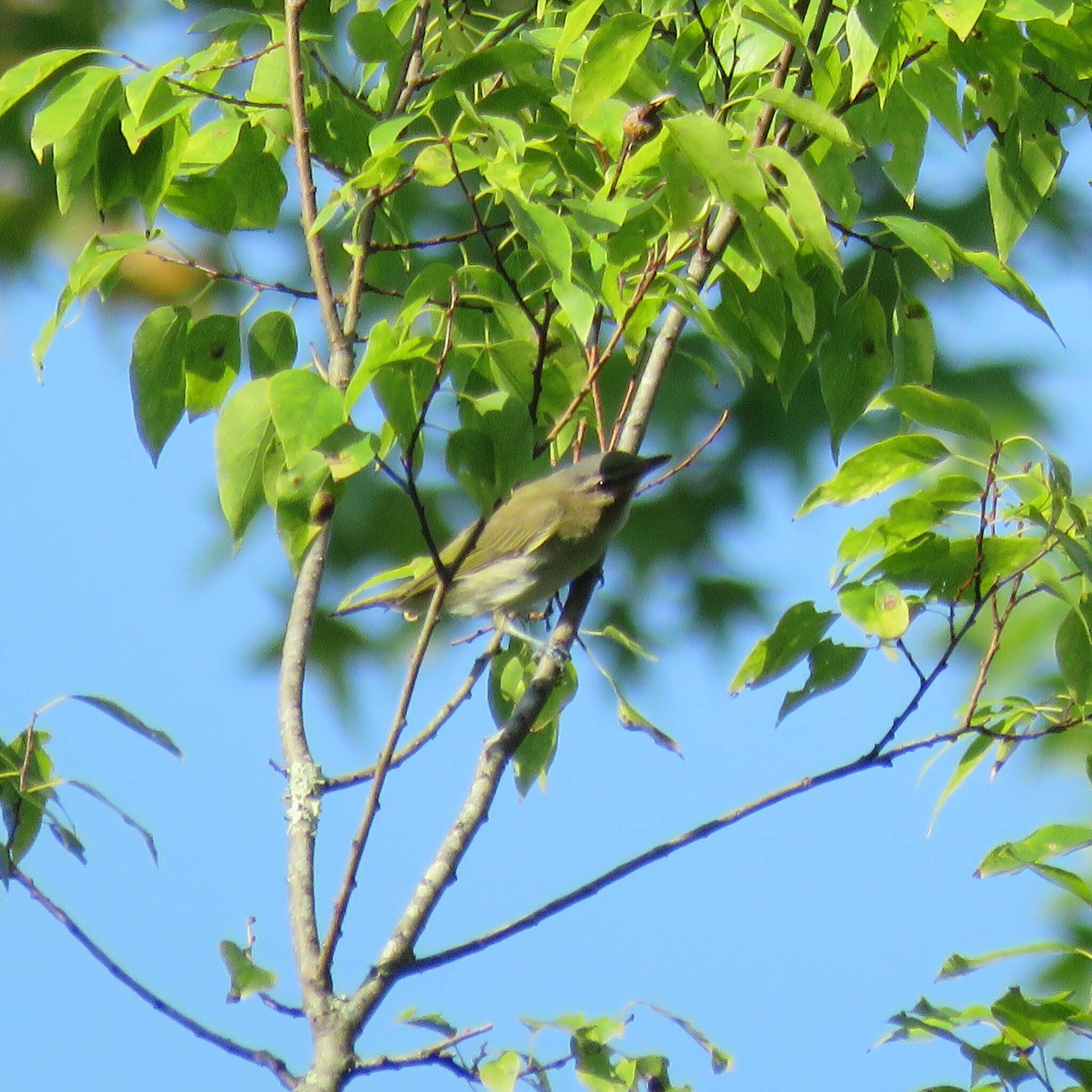 Image of Red-eyed Vireo