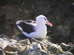 Image of black-browed albatross