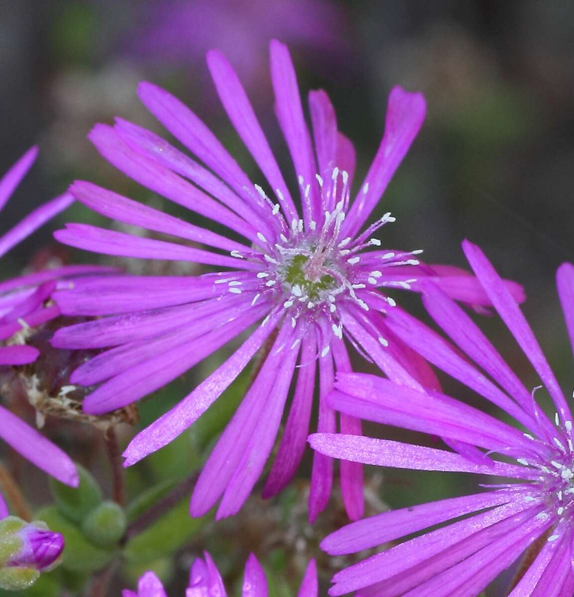 Imagem de Drosanthemum globosum L. Bol.