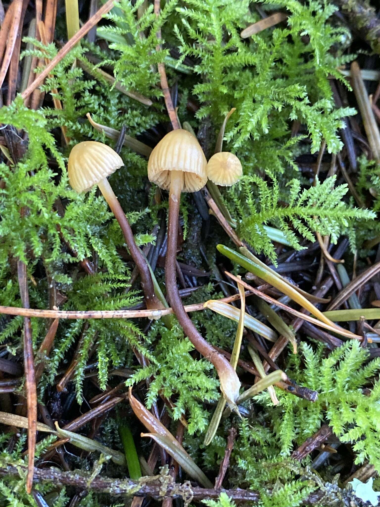 Image de Galerina vittiformis (Fr.) Singer 1950