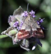 Image of Pyrausta semirubralis Packard 1873