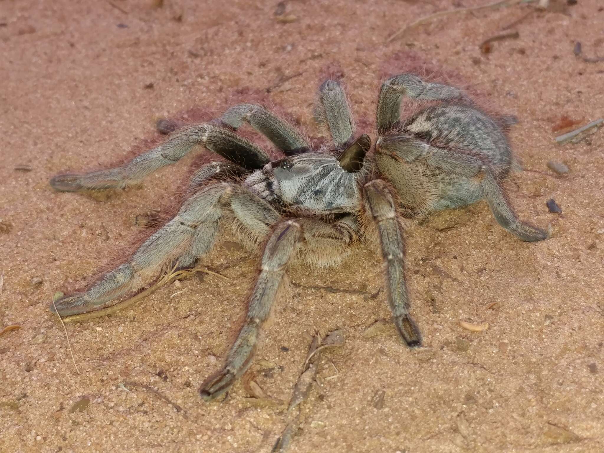 Image of Straight Horned Baboon Tarantula