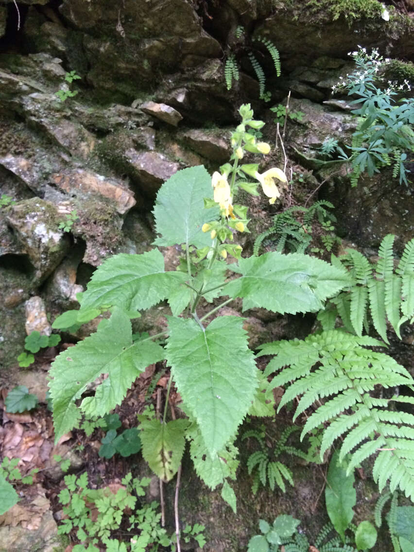 Imagem de Salvia glutinosa L.