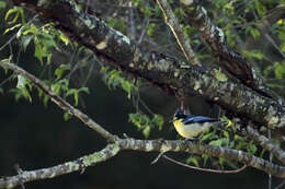 Image de Mésange de Taiwan