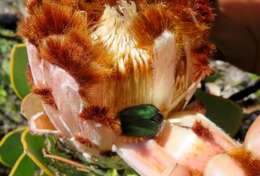 Image of <i>Trichostetha <i>fascicularis</i></i> fascicularis