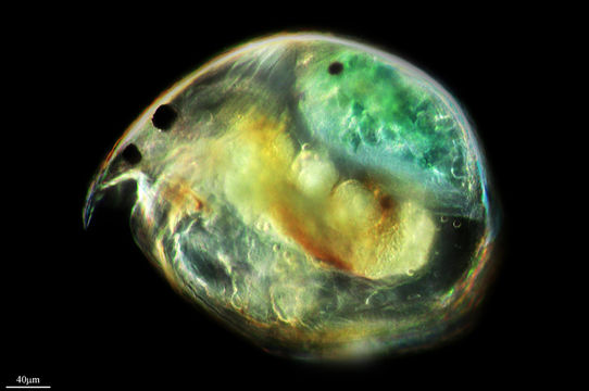 Image of <i>Chydorus spahericus</i>