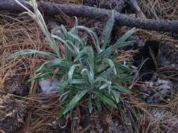 صورة Packera loratifolia (Greenm.) W. A. Weber & Á. Löve