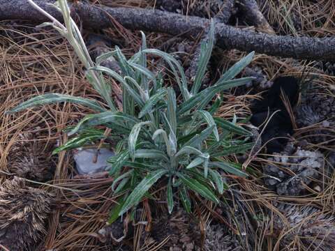 Image of Packera loratifolia (Greenm.) W. A. Weber & Á. Löve