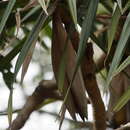 Image of Pandanus krauelianus K. Schum.