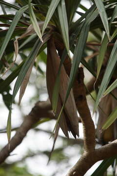 Image of Pandanus krauelianus K. Schum.