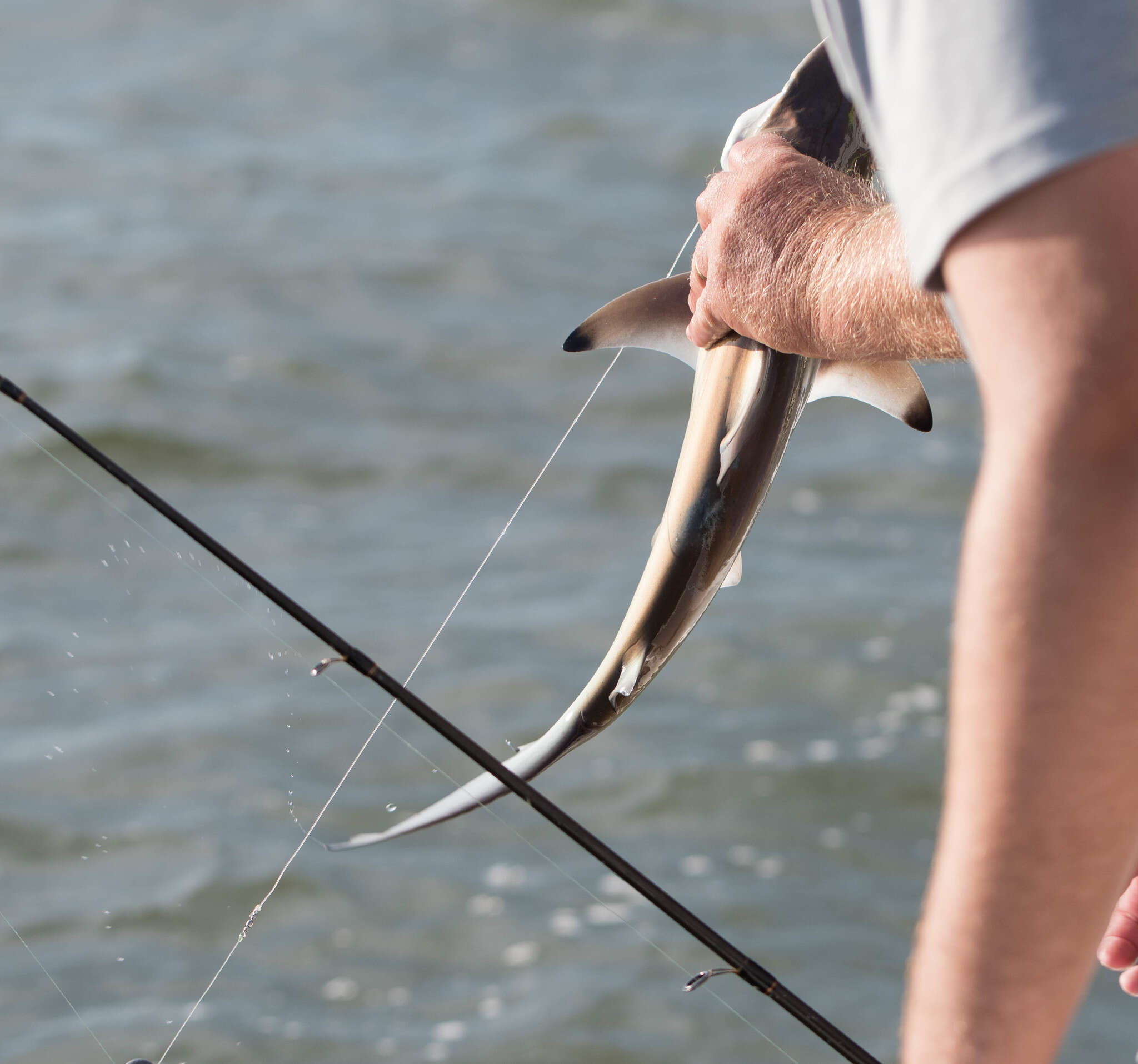 Image of Blacktip Shark