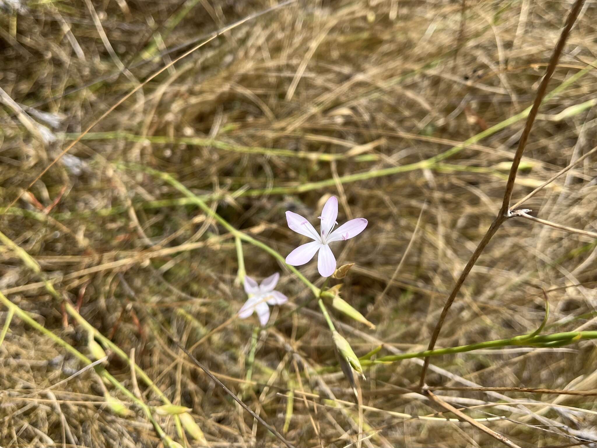 Image of Dianthus ciliatus Guss.