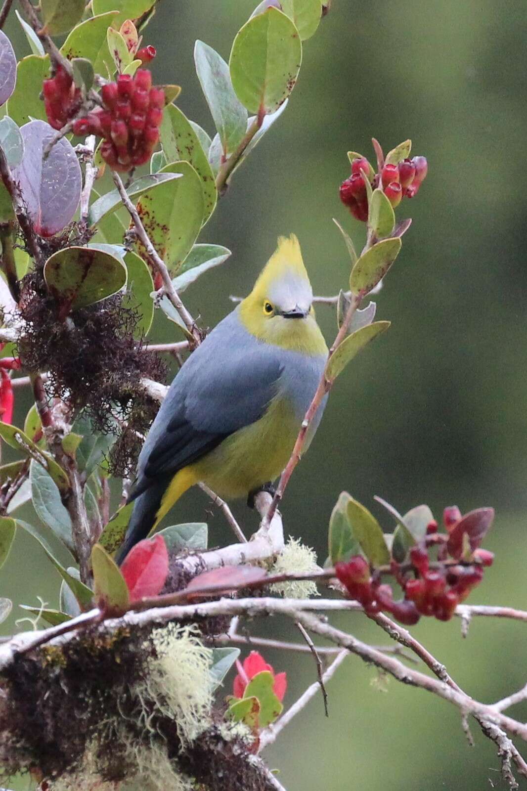 Image of Long-tailed Silky-flycatcher