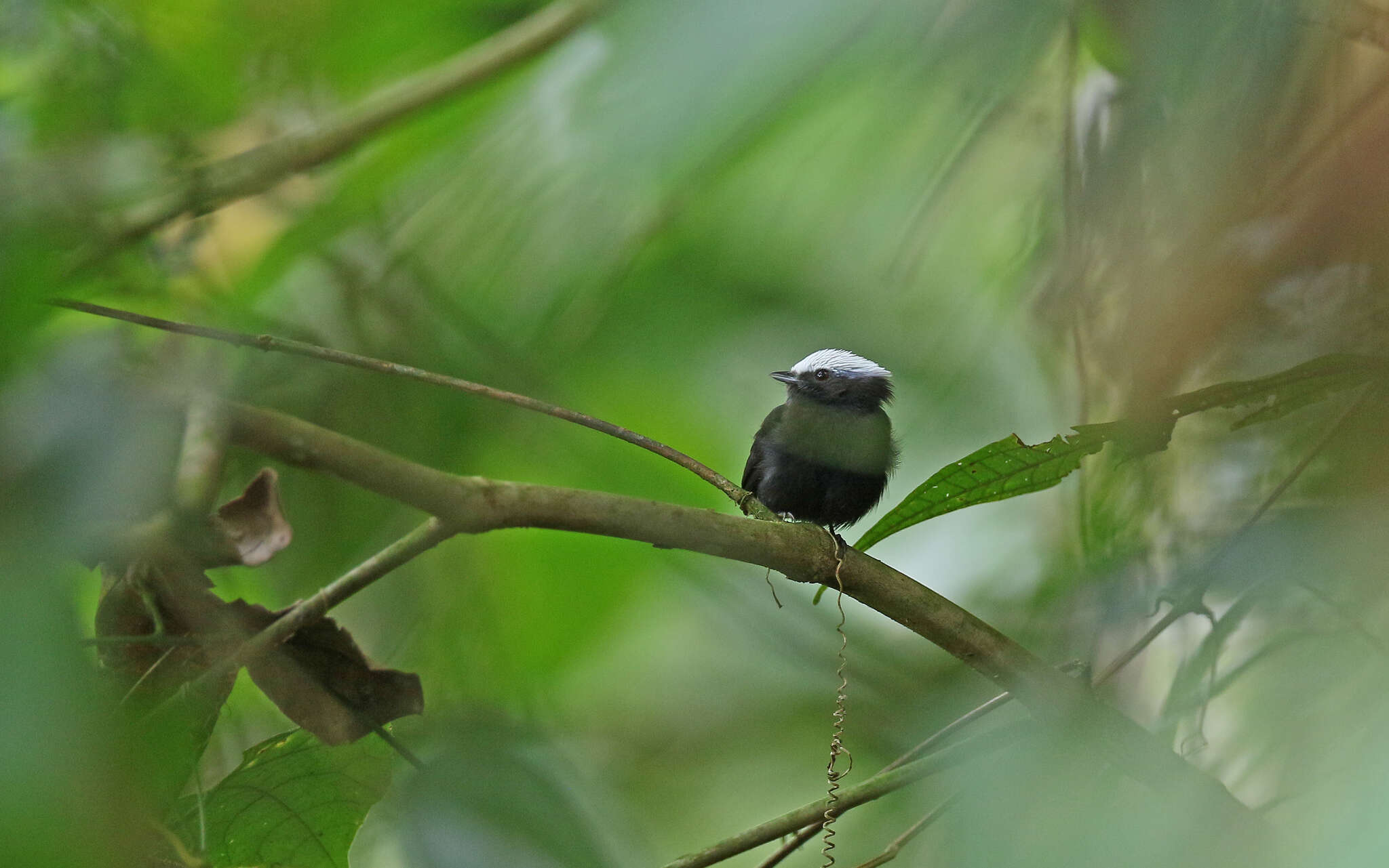 Image of Blue-rumped Manakin