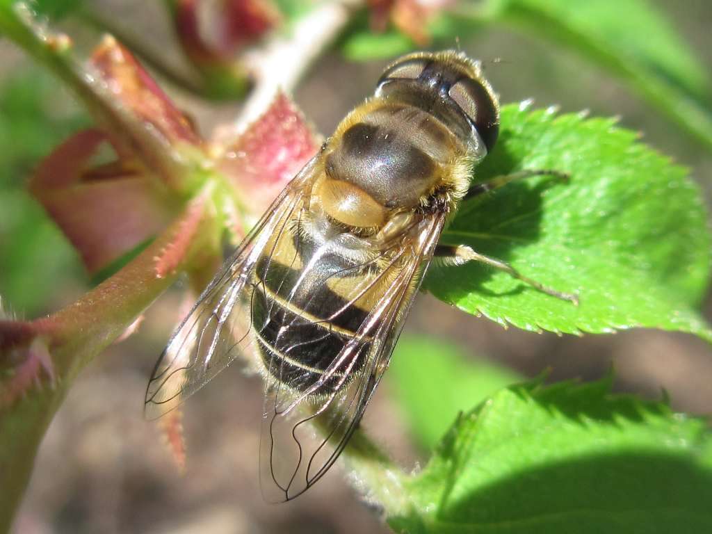 Image of Eristalis kyokoae (Kimura 1986)