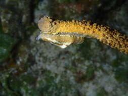 Image of Fingerprint cowry