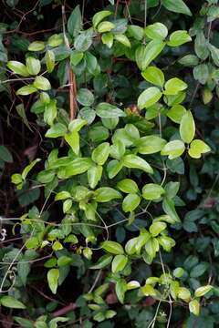 Image of Clematis formosana Kuntze