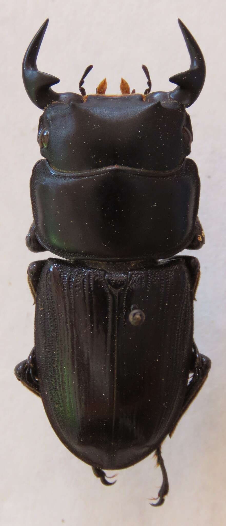 Image of <i>Dorcus <i>curvidens</i></i> curvidens