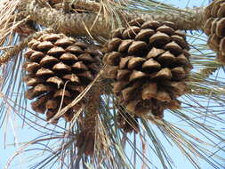 Image of Torrey pine