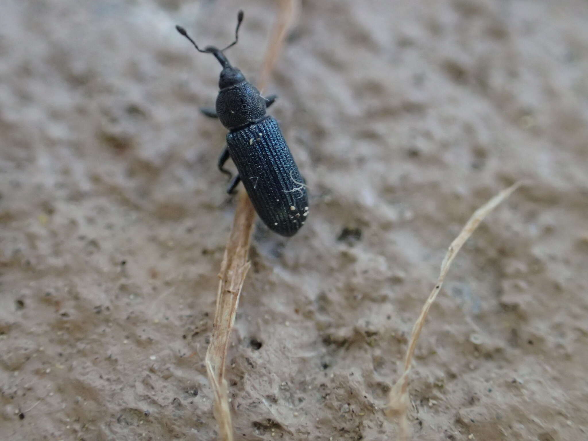 Image of Yellow toadflax stem weevil