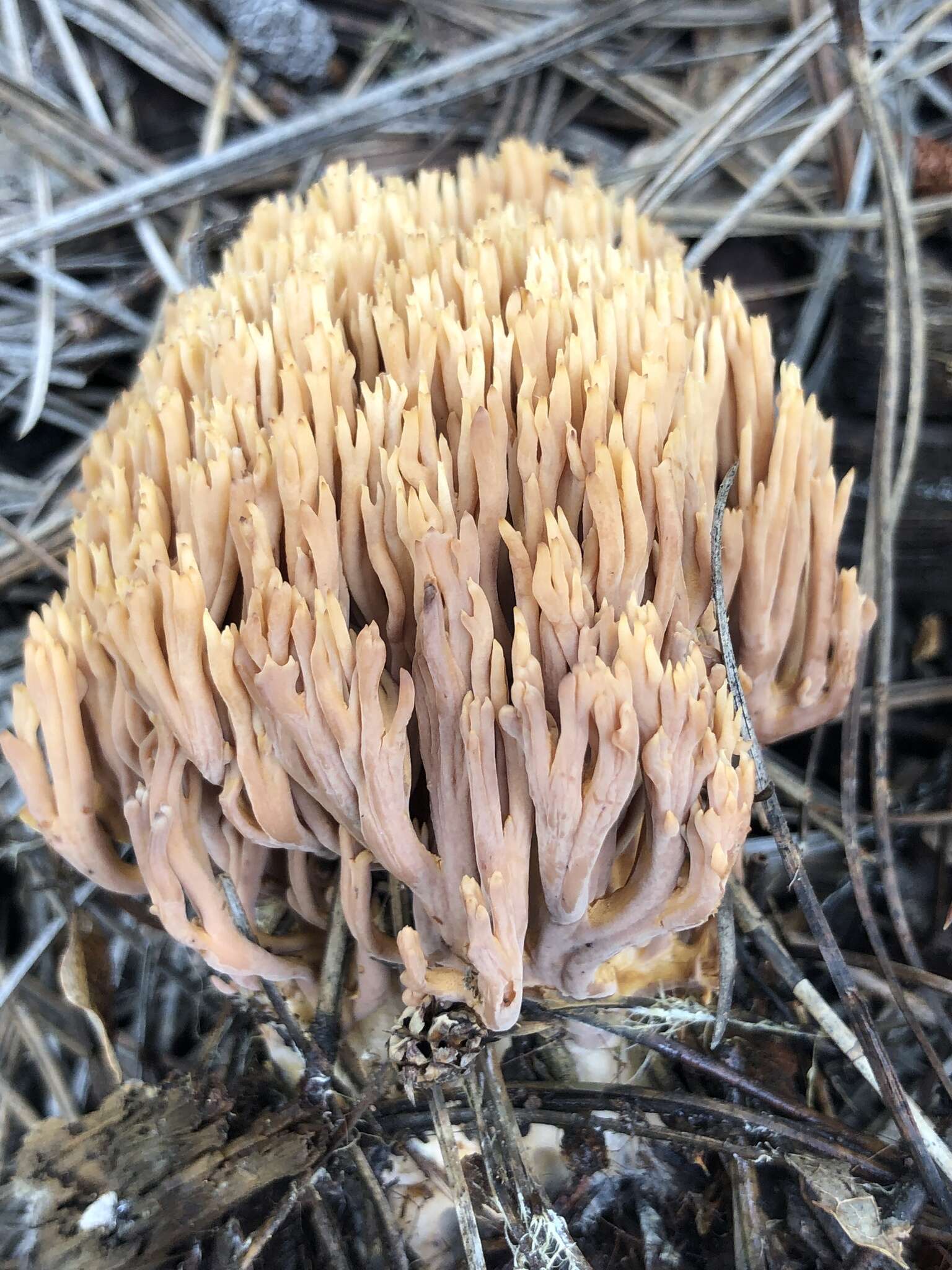 Ramaria pinicola (Burt) Corner 1961 resmi