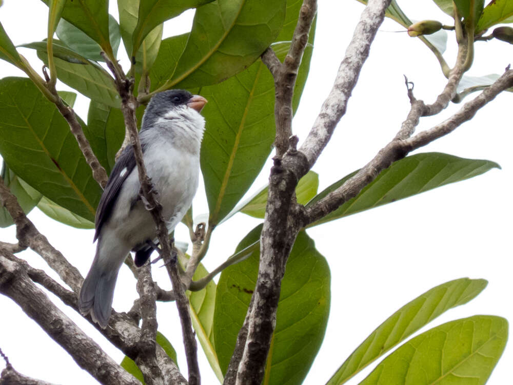 صورة Sporophila leucoptera (Vieillot 1817)