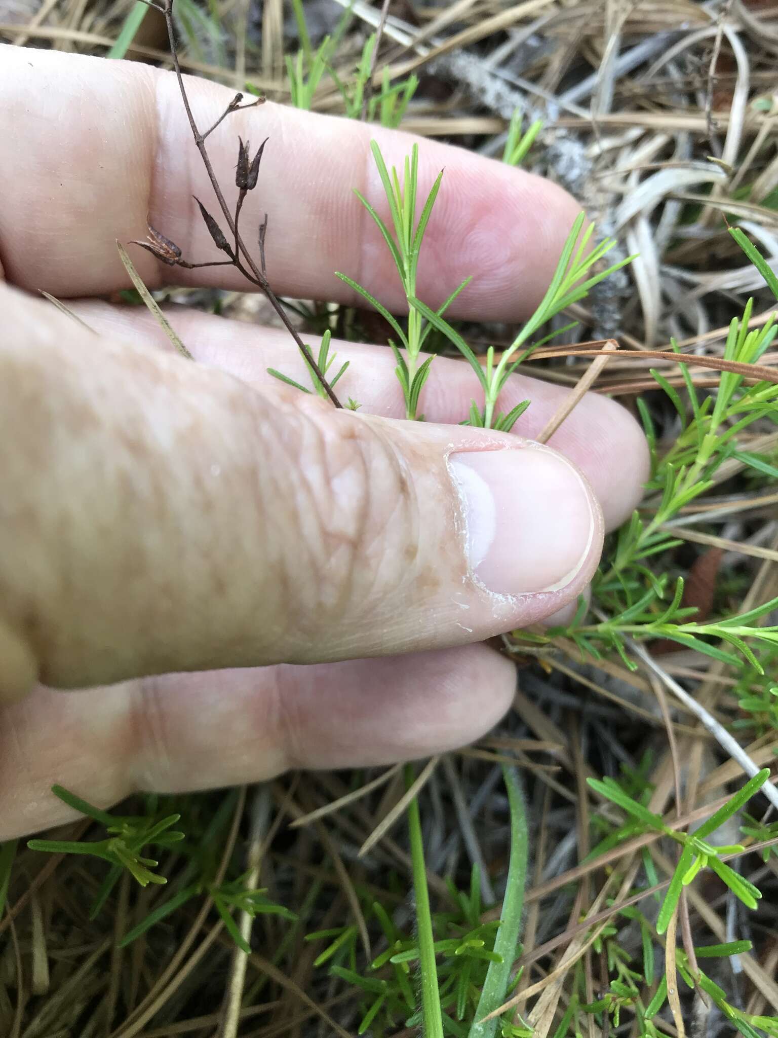 Image of sandhill St. Johnswort