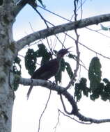 Image of Black-faced Friarbird