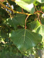 Image of Populus nigra L.