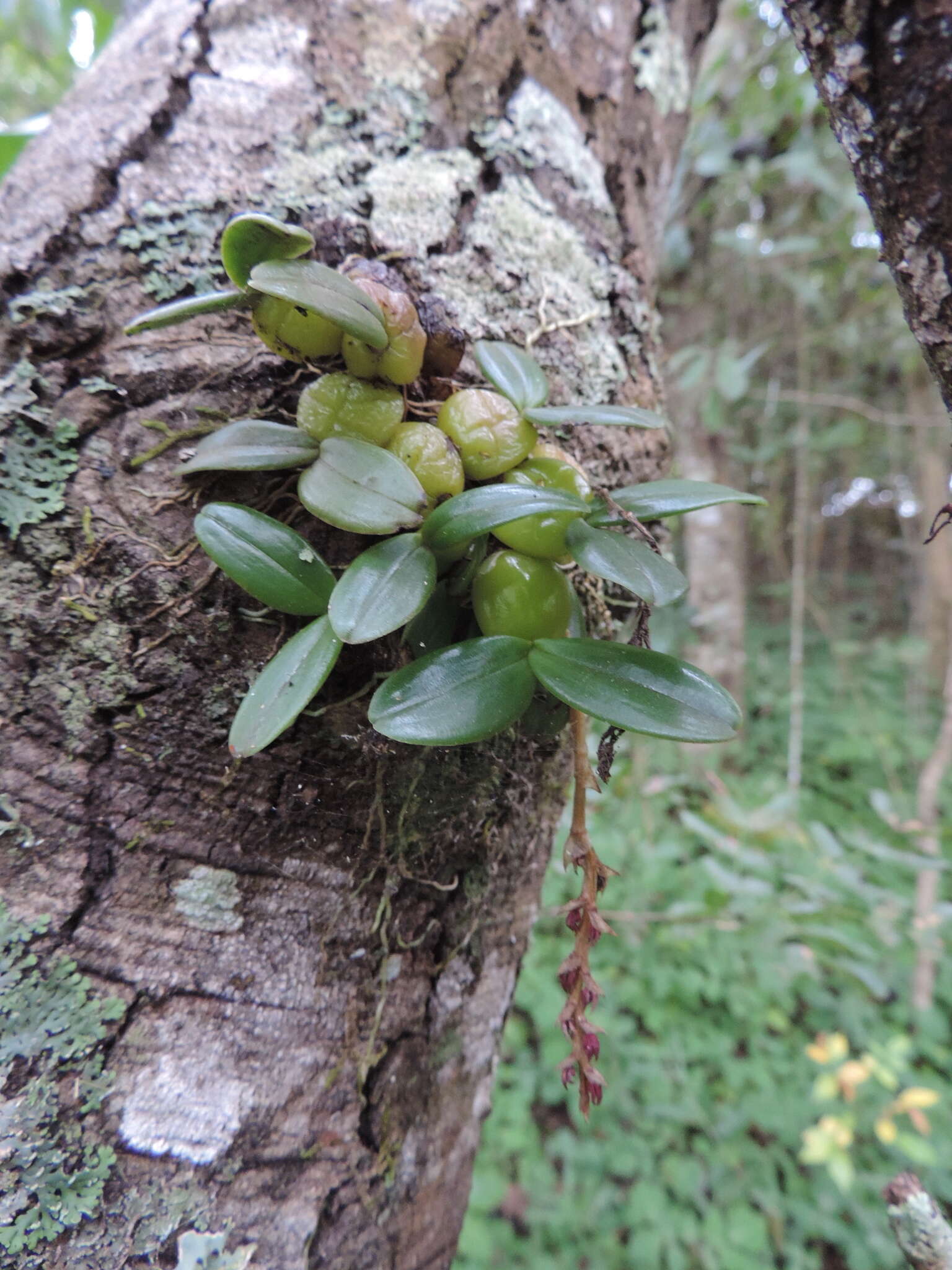 Image of Bulbophyllum elliotii Rolfe