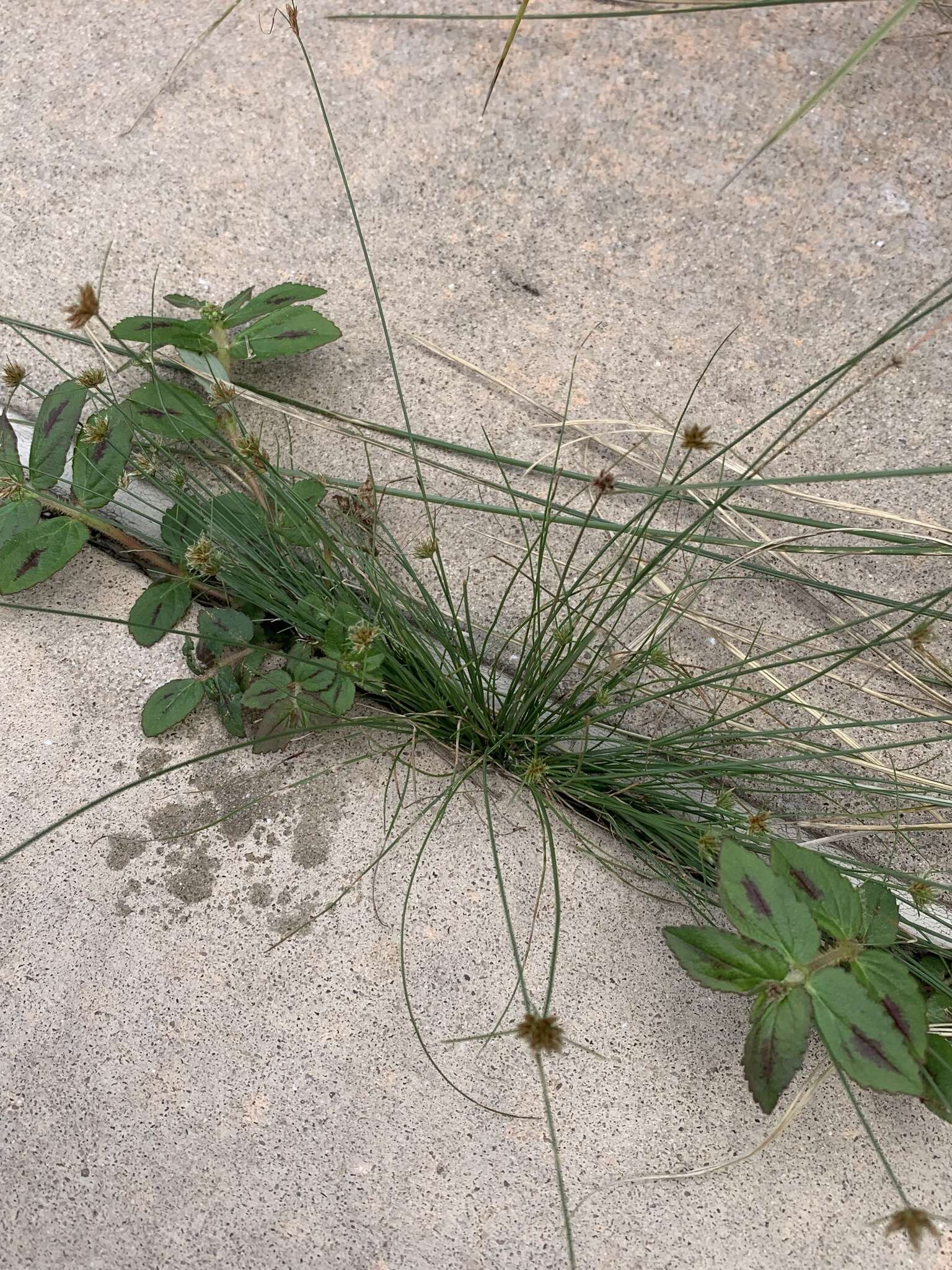 Image of watergrass