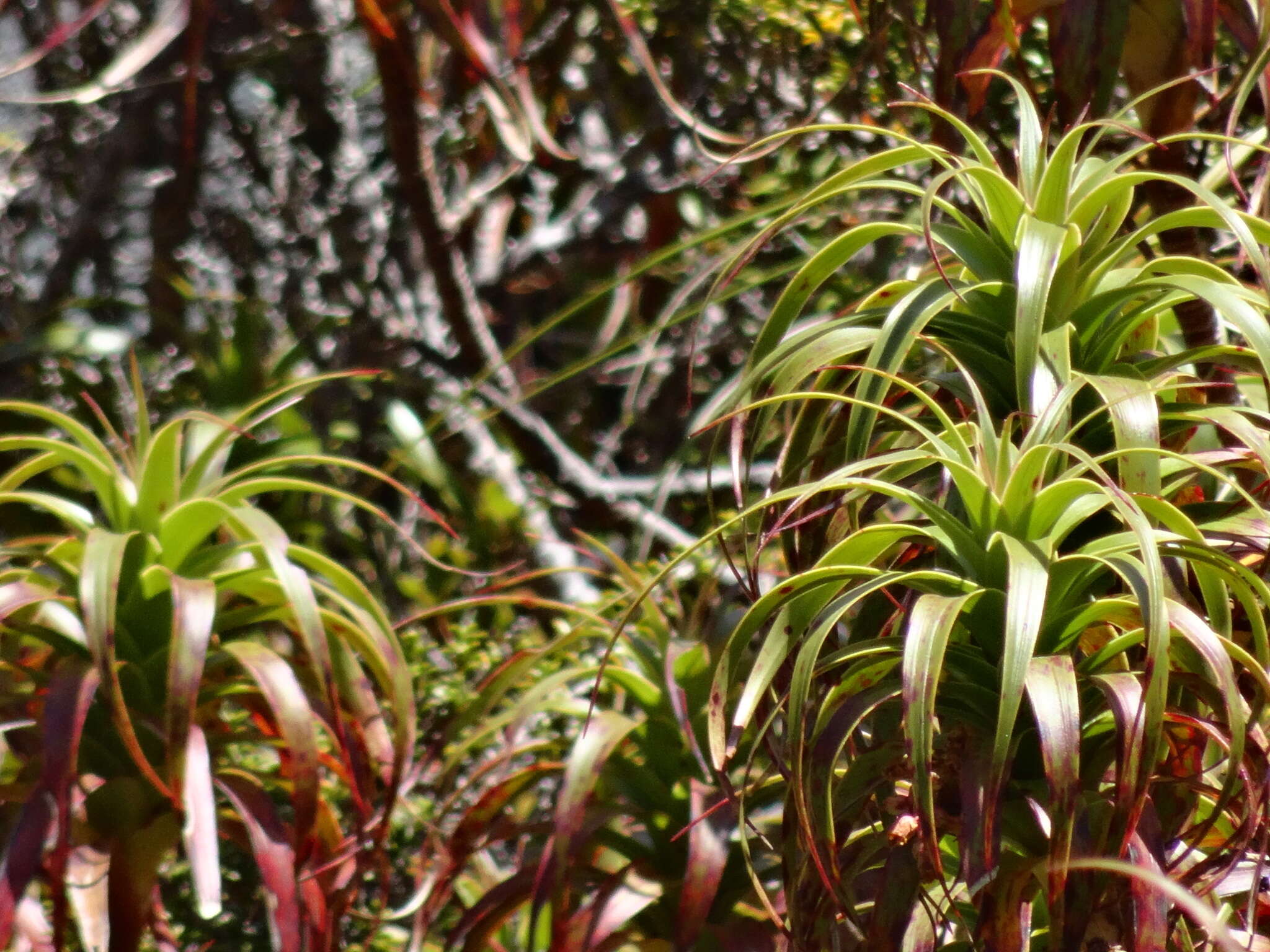 Imagem de Dracophyllum menziesii Hook. fil.