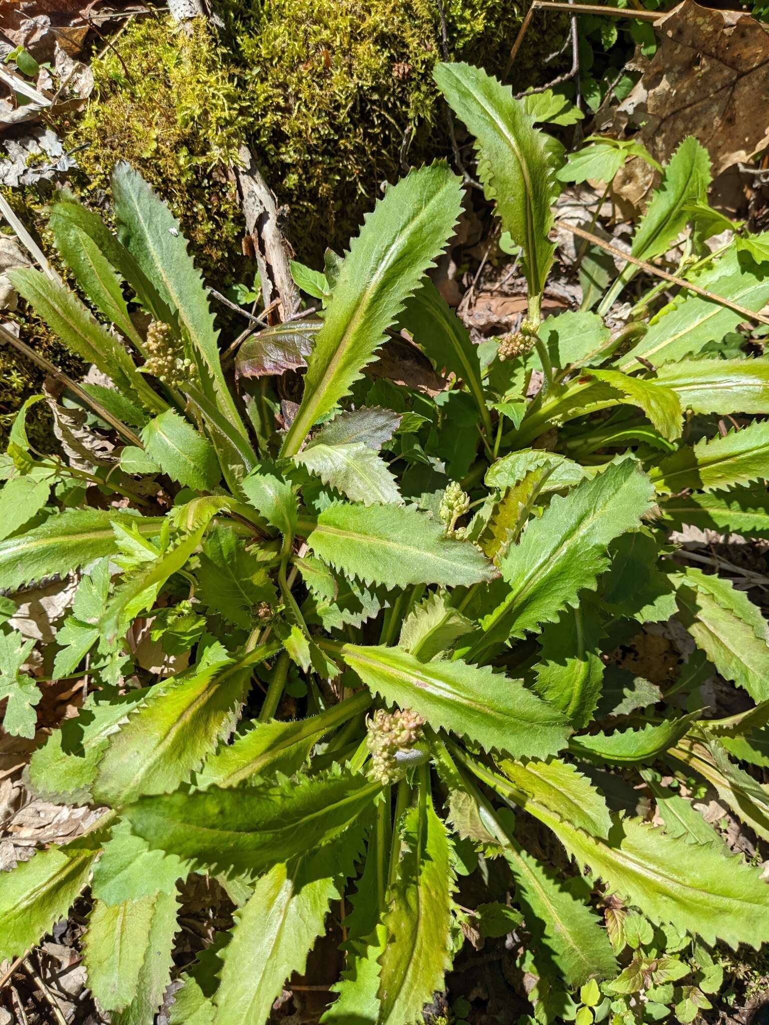 Image of Lettuce-Leaf Pseudosaxifrage