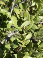 Image of Cedros Island Oak