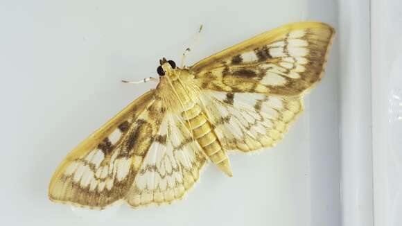 Image de Herpetogramma thestealis Walker 1859