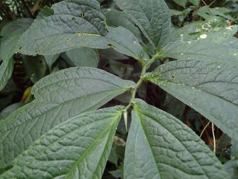 Слика од Elatostema platyphyllum Wedd.