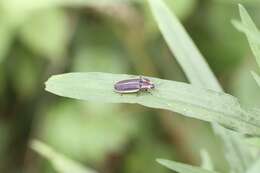 Image of Pyractomena angulata (Say 1825)