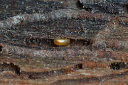 Image of Six-toothed spruce bark beetle