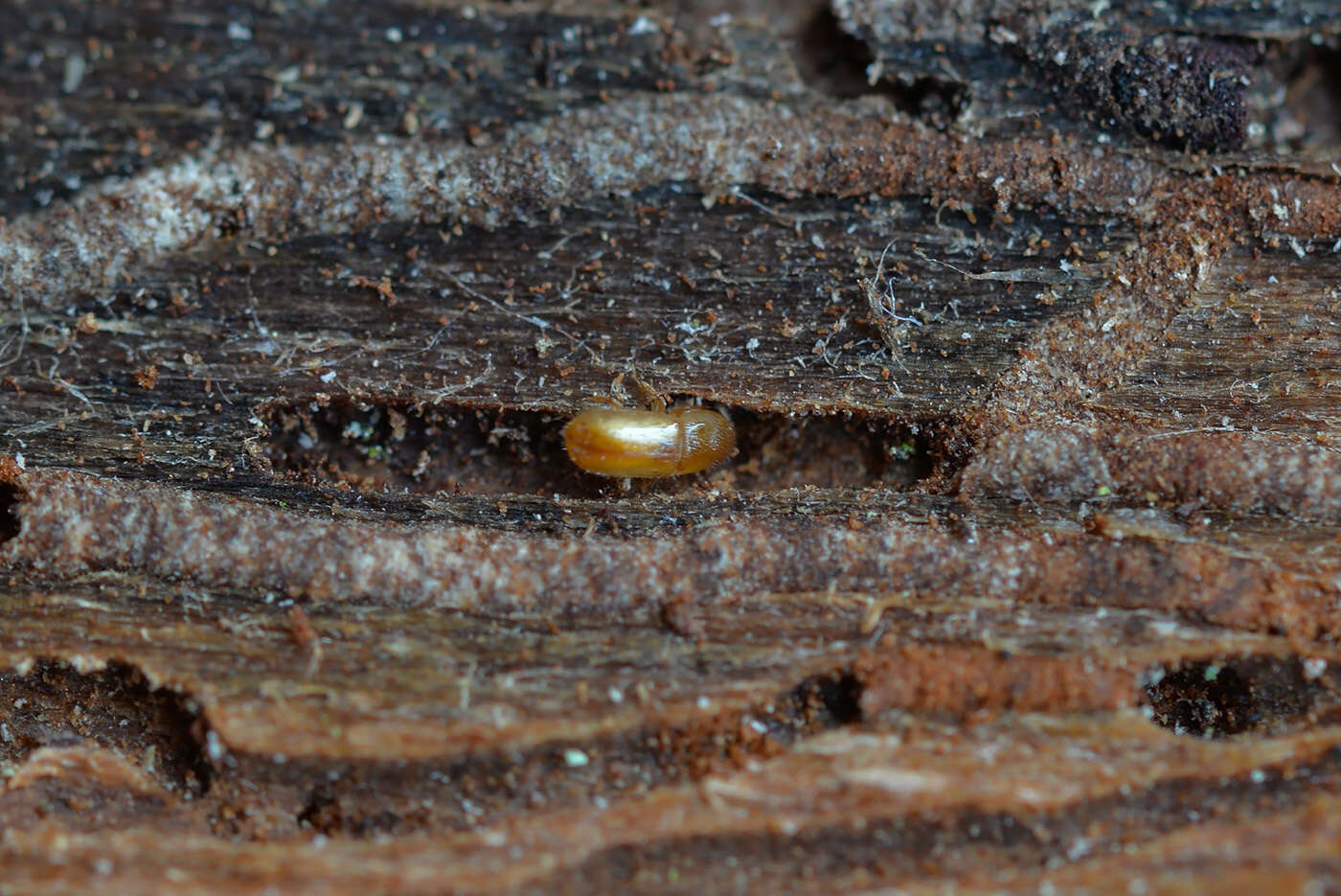 Image of Six-toothed spruce bark beetle