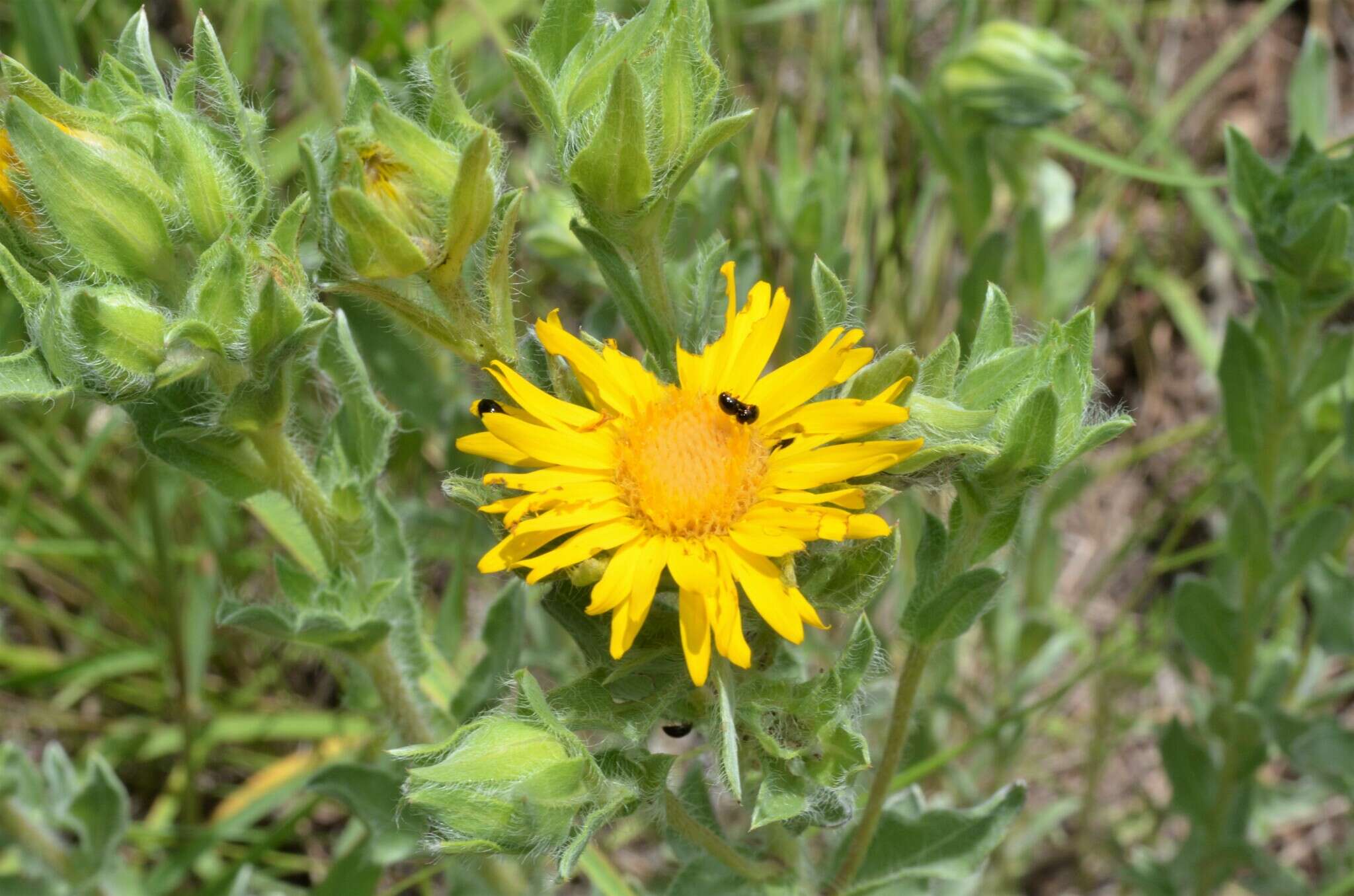 Image of Rutter's false goldenaster