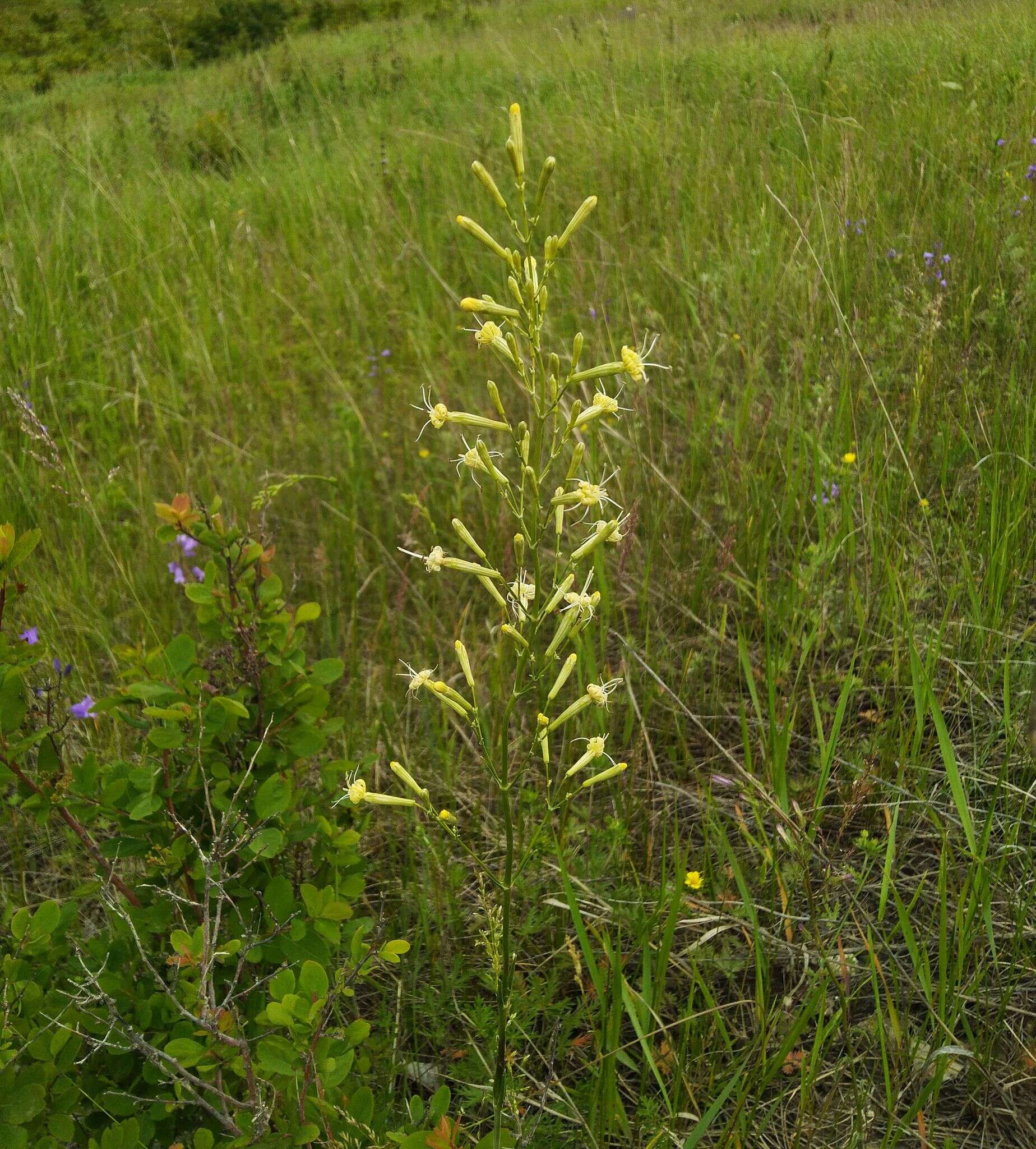 Image de Silene chlorantha (Willd.) Ehrh.