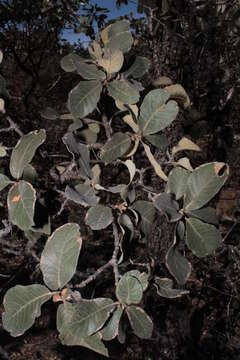 Image de Quercus convallata Trel.