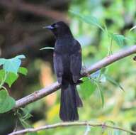 Image of Variable Oriole