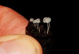 Imagem de Hemimycena mauretanica (Maire) Singer 1943