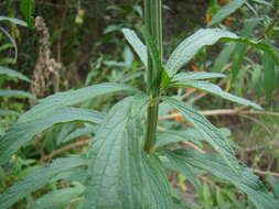 Image of lion's ear