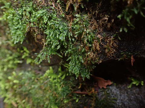 Image of Bryolawtonia vancouveriensis Norris & Enroth 1990