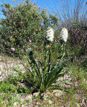 Слика од Echiostachys spicatus (Burm. fil.) Levyns