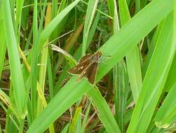 Image of Two-spotted Skipper