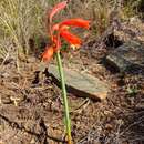 Image of Cyrtanthus bicolor R. A. Dyer