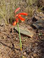 Image of Cyrtanthus bicolor R. A. Dyer